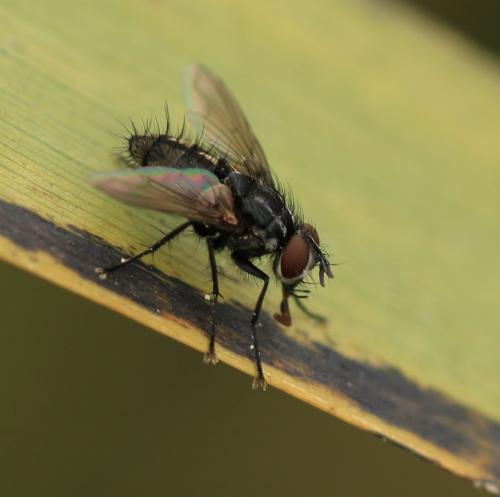 Réf. 315 948 : Meigenia dorsalis